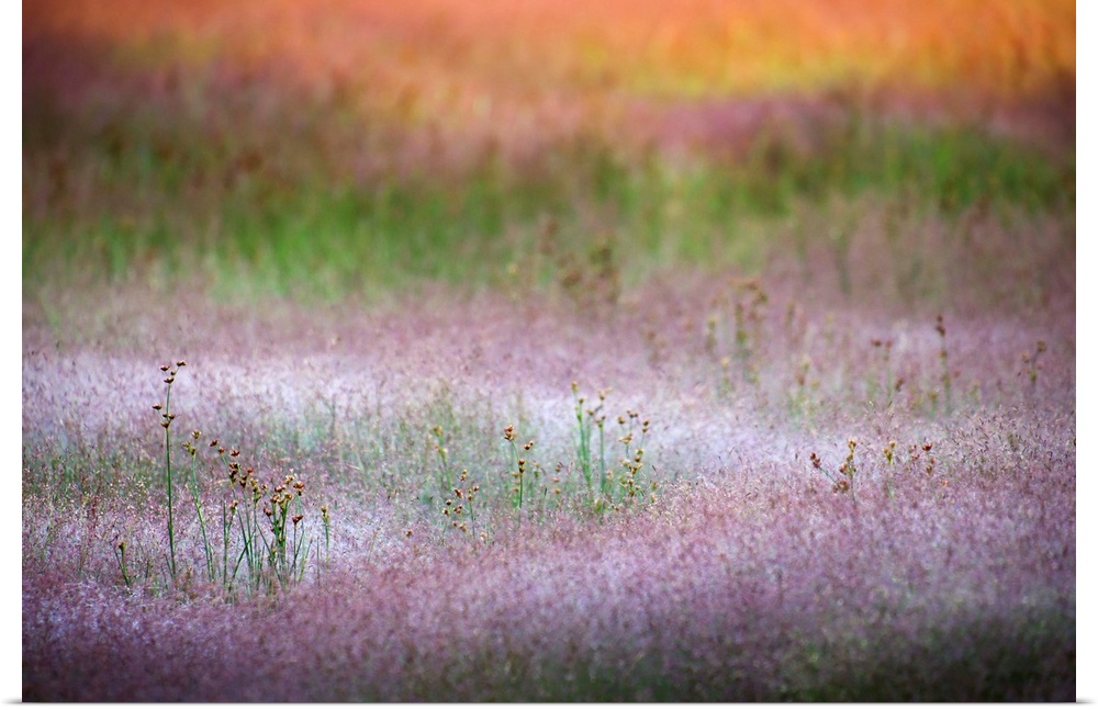 Closeup of grasses early in the morning, at Norris Basin in Yellowstone National Park