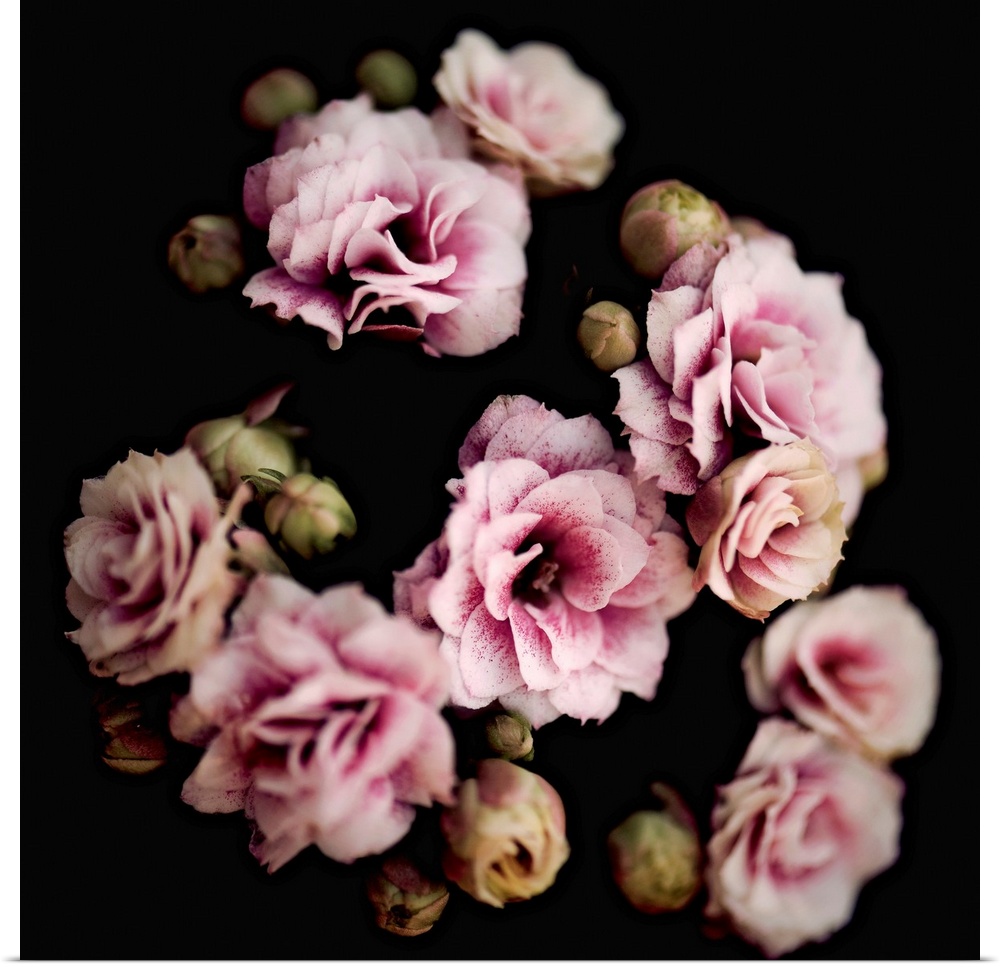 Square image with a soft focus giving this group of pink flowers a dreamy look.