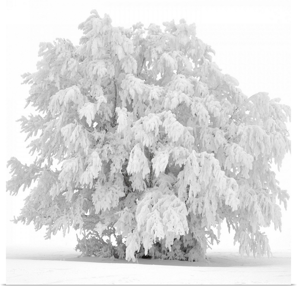 A frozen tree under the snow