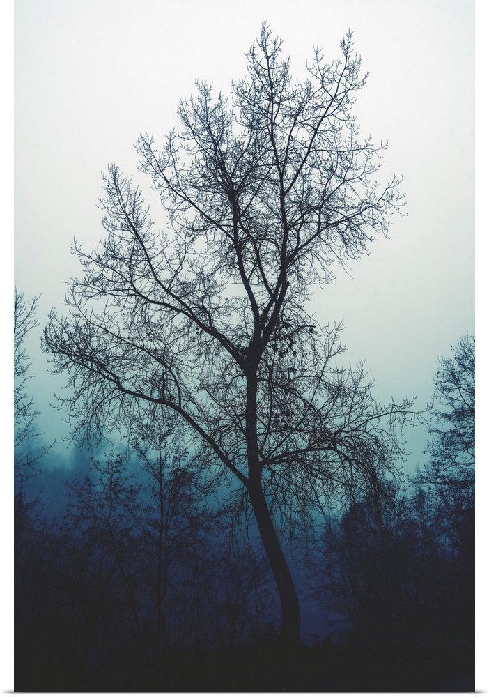 Bare tree in an ominous atmosphere