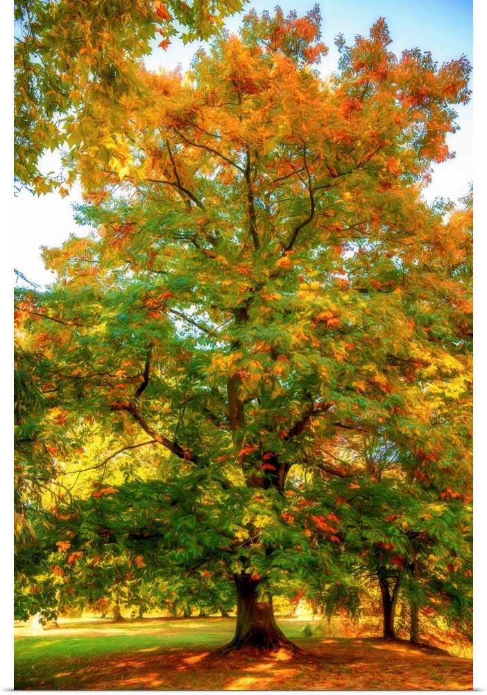 Autumn foliage of an oak with a expressionist photo or painterly effect
