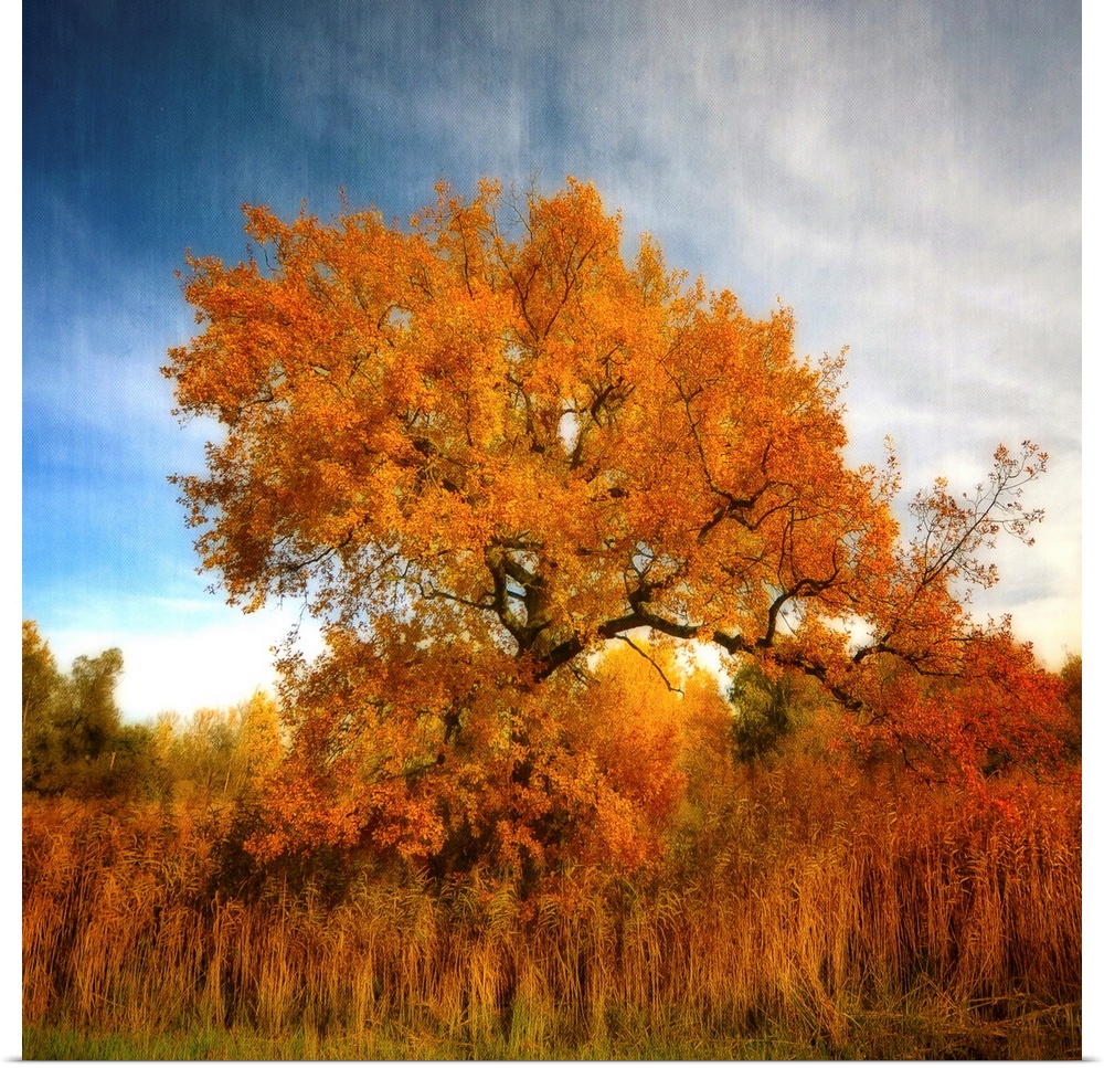 A golden tree in autumn