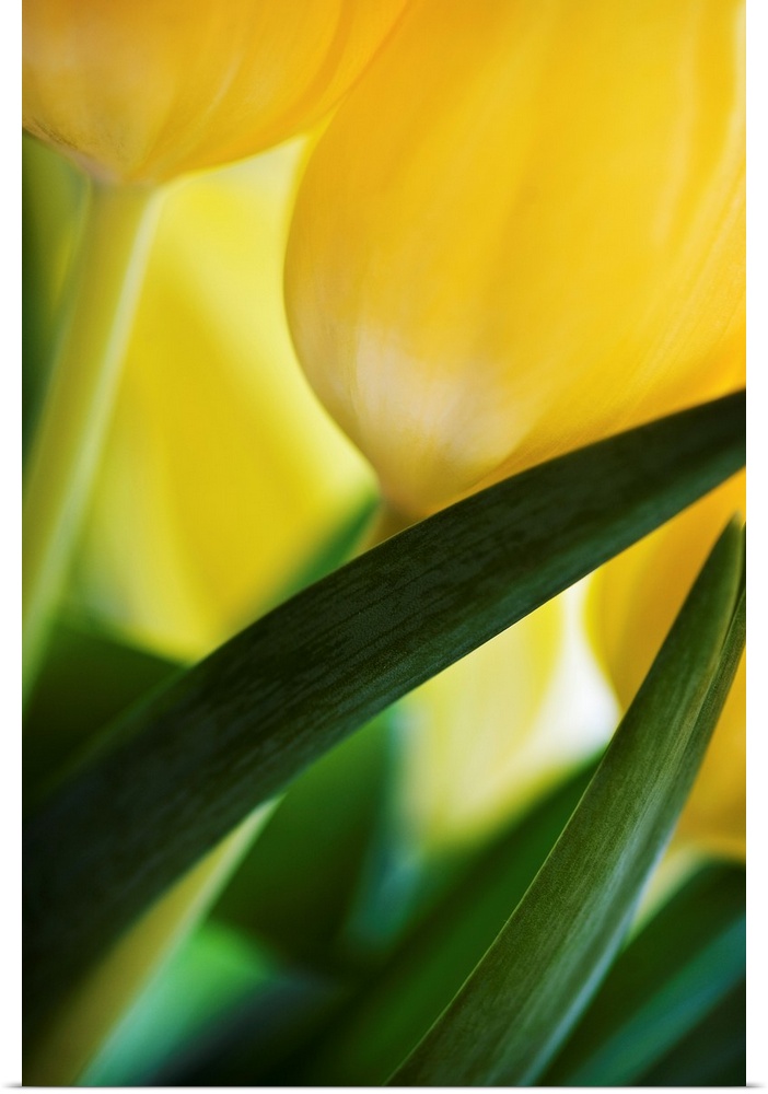 A close up of some fresh soft yellow and green tulips gently folding across the frame.