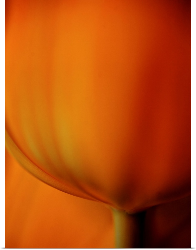 A warm golden close up of the petals of a beautiful tulip.