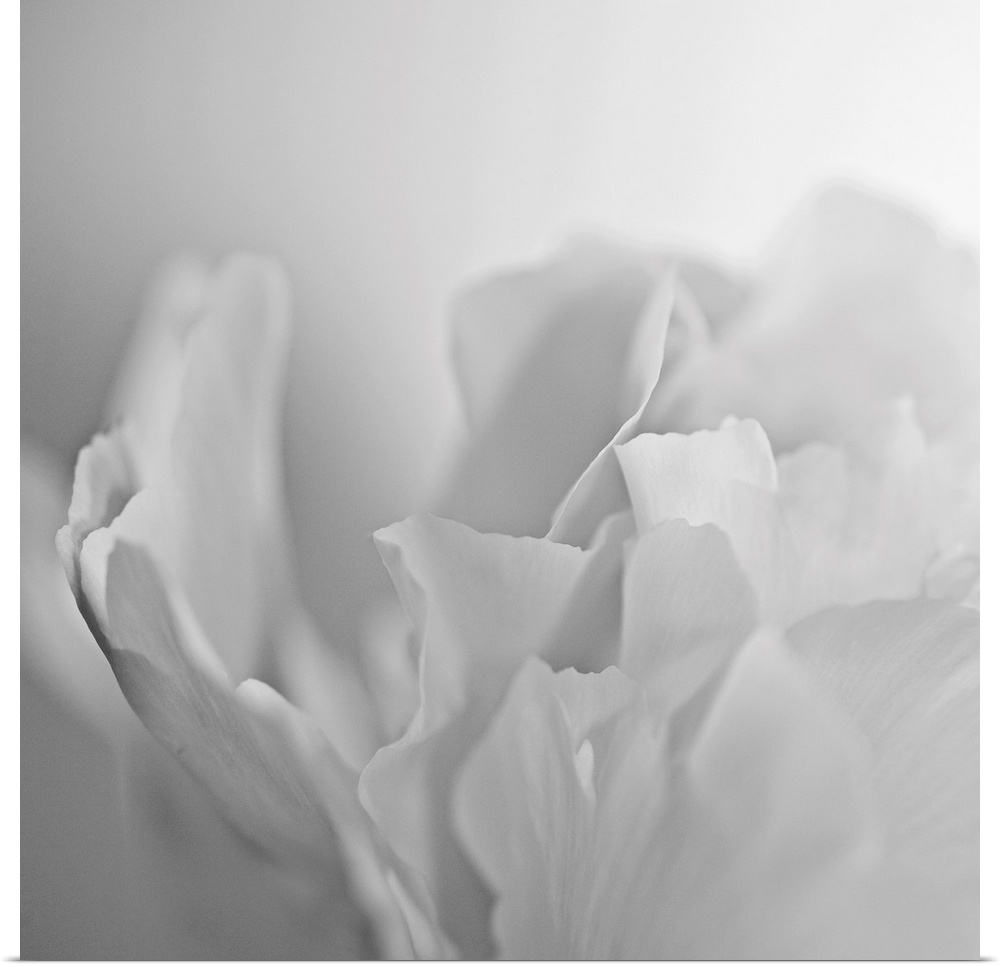 This square wall art has very low contrast in the photograph of a white peony on a white backdrop.