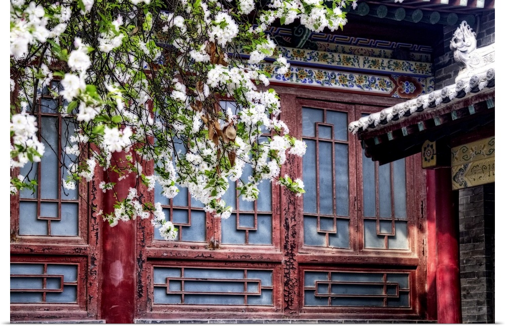 Blooming tree in front of a historic building, Beilin, Forest of the Stone Steles, Beilin, Shian, Shanxi Province, China.