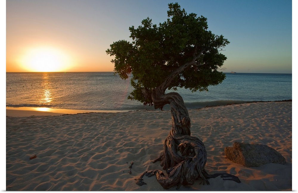 A lone,  fofoti tree growing on a sandy beach as the sun sets of the ocean in Aruba.