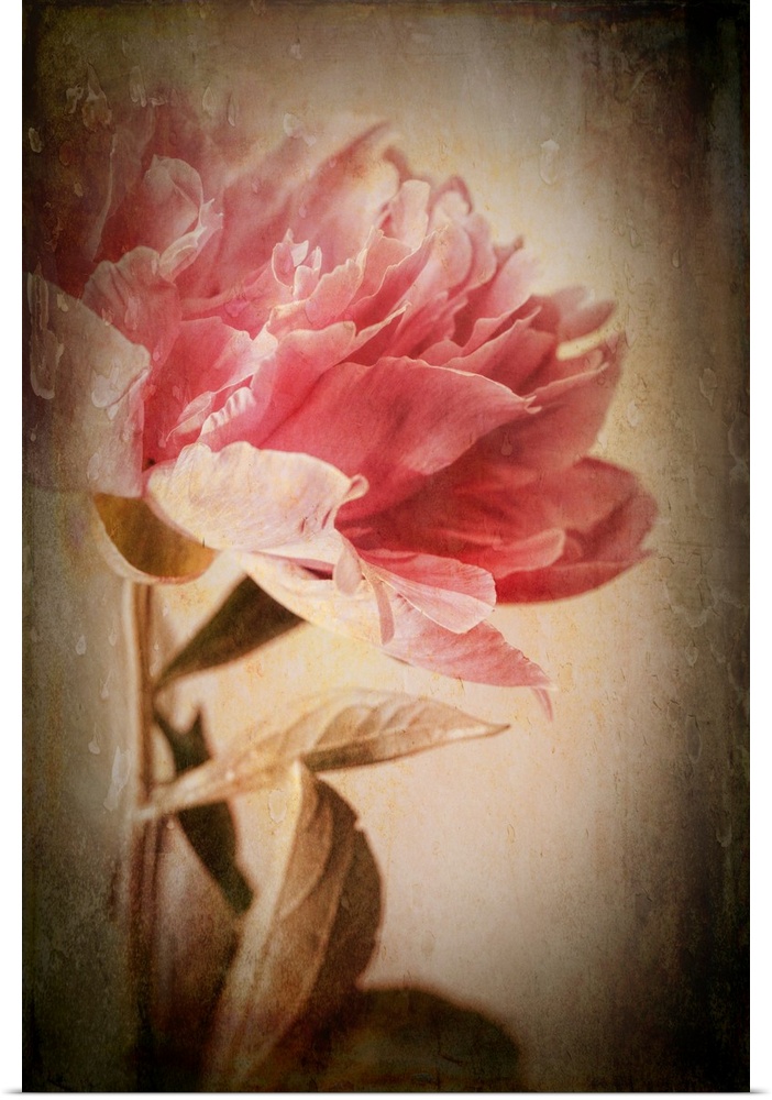 Peony with vintage effect and photo texture