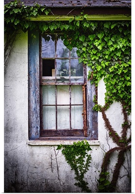 Old Window With Ivy