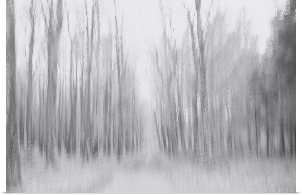 Artistically blurred photo. The silence of a pine forest on a gray winter day.