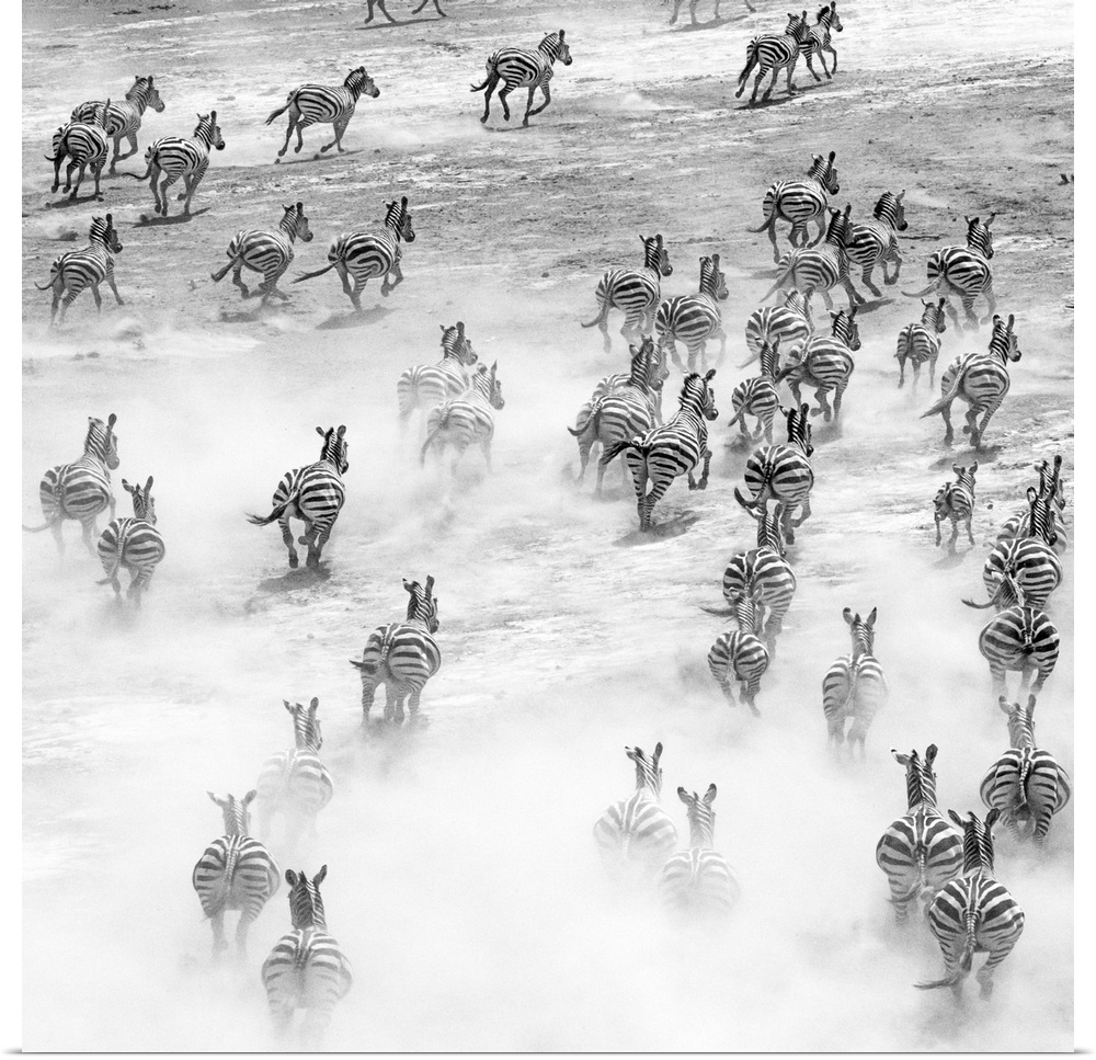A herd of zebras galloping across the savanna, kicking up dust in Tanzania.
