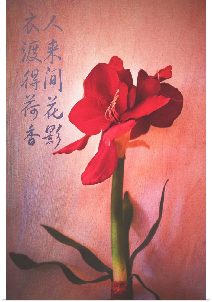 Flowering red plant with broad petals, with Chinese calligraphy.