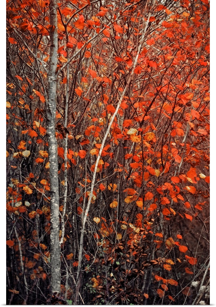 Fine art photo of a tree with a narrow trunk and several bright leaves in the fall.