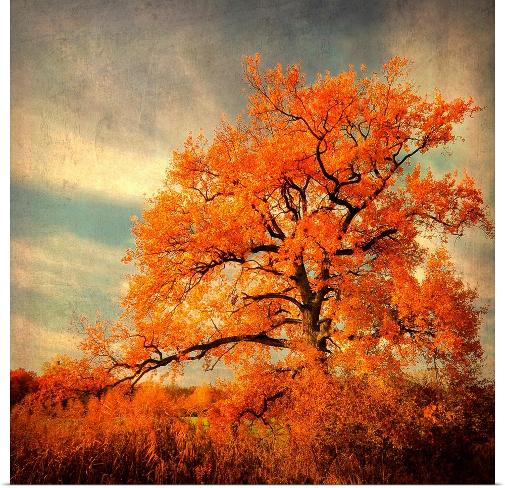 Fine art photography of a lone brilliant order leaf tree standing in the high grass of a field.