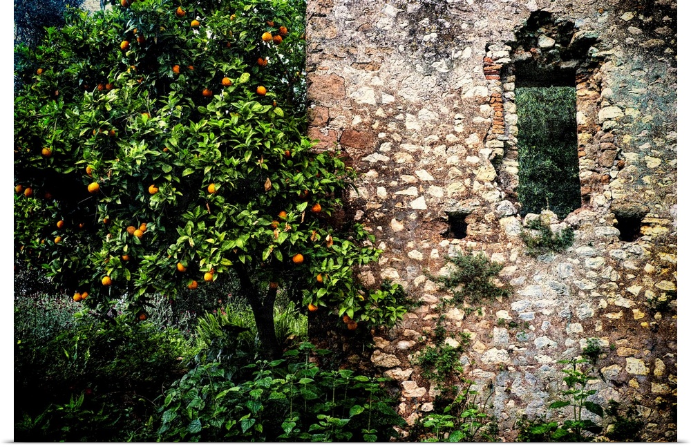 Orange tree with citrus along a Ruined old building, Latina, Italy.