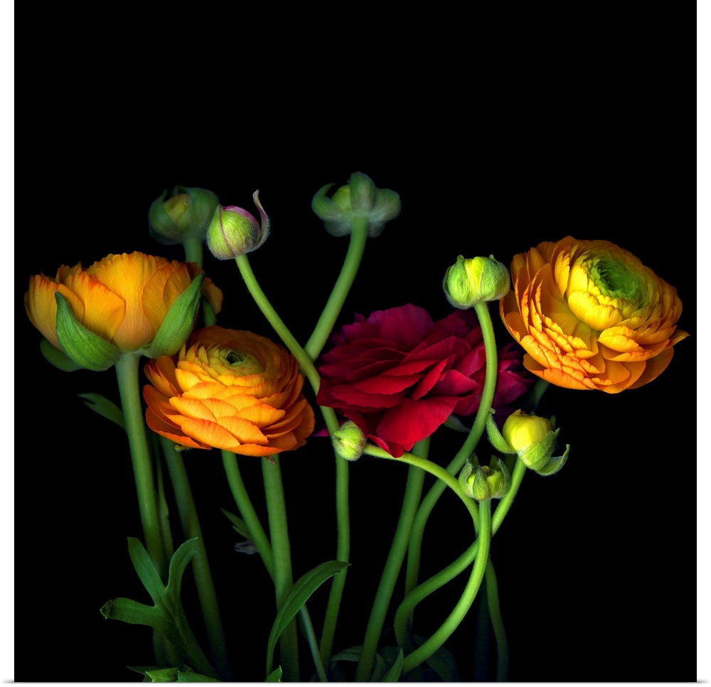 Photograph of flowers and buds on dark background.