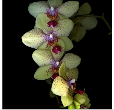 Orchid cascade