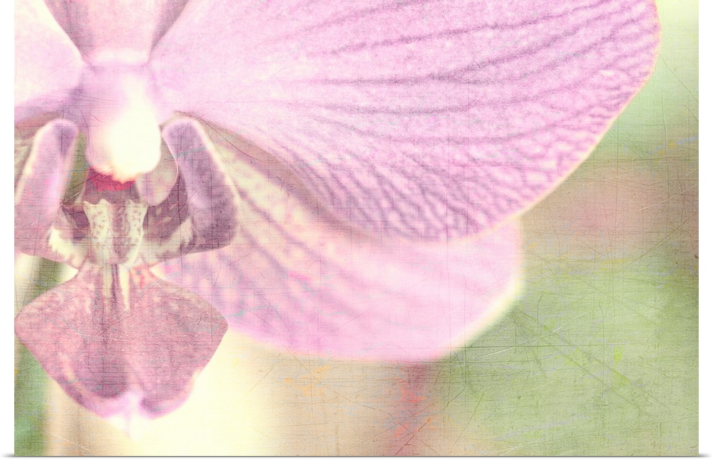Big, horizontal , fine art, close up photograph of a partial orchid on a soft focus background.  The entire image has a vi...