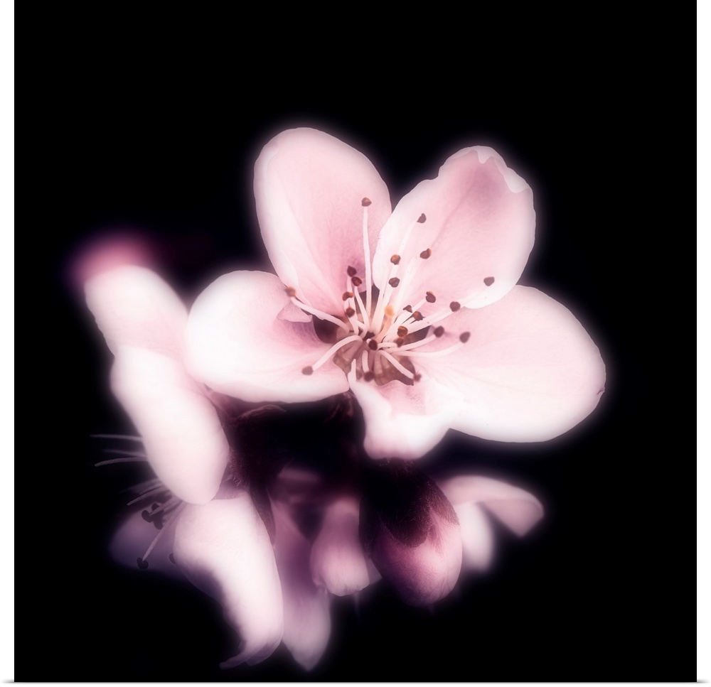 Cherry blossom close-up on black background