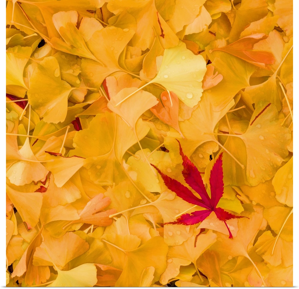 A group of red maple and yellow gingko leaves on the ground.