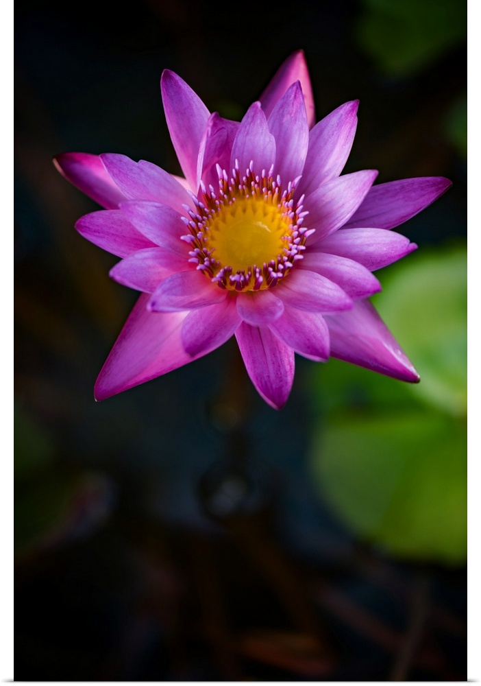 An open water lily flower