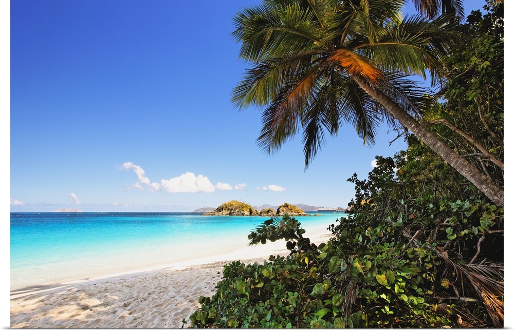 Palm trees and luscious growth create shade on a white sand beach in Trunk Bay, St. John in the US Virgin Islands as the c...