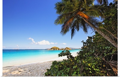 Palm Shaded Caribbean Beach, Trunk Bay, St John, US Virgin Islan