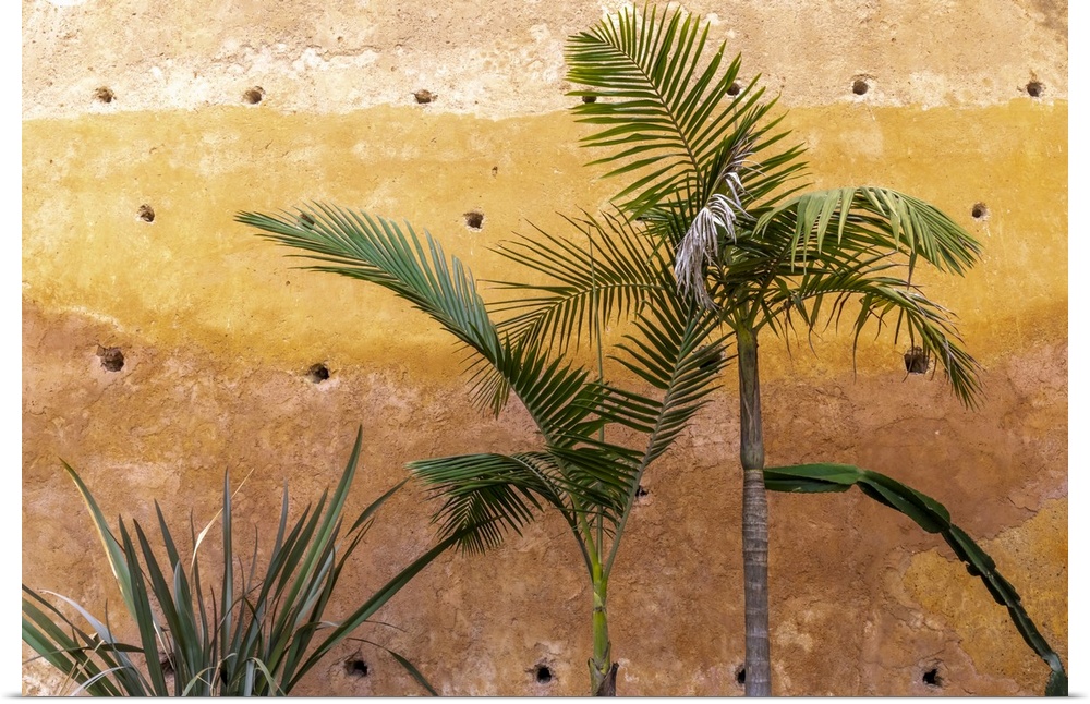 Morocco, Chefchaouen, Palm and other plants grow against an ocher-colored wall