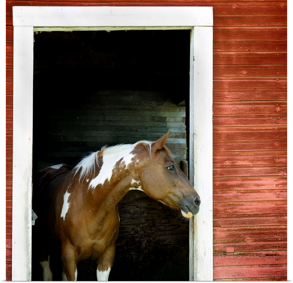 A horse stands in the doorway of a red barn.
