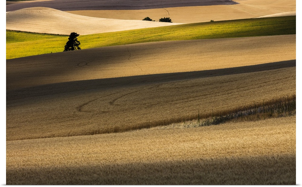 Fine art photograph of the rolling wheat fields of Palouse in Washington state.