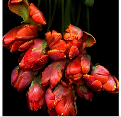 Parrot tulips
