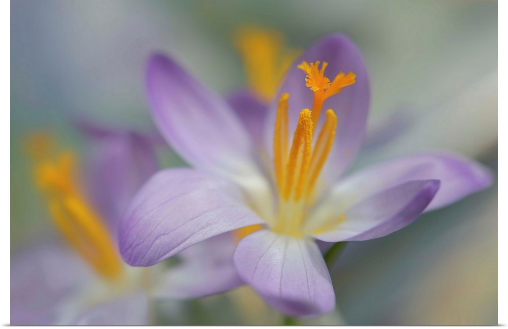 Closeup photograph of a purple crocus with a shallow depth of field.