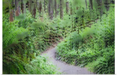 Path Through Forest III