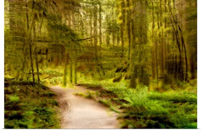 Path Through Forest V
