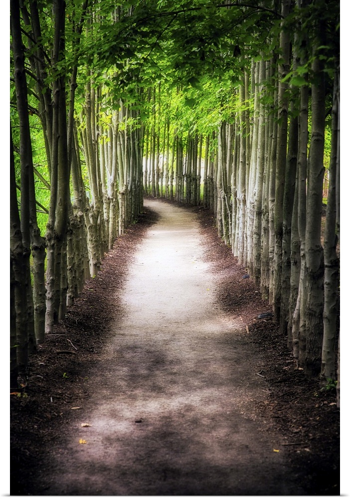A photograph of a path lined with tall thin trees.