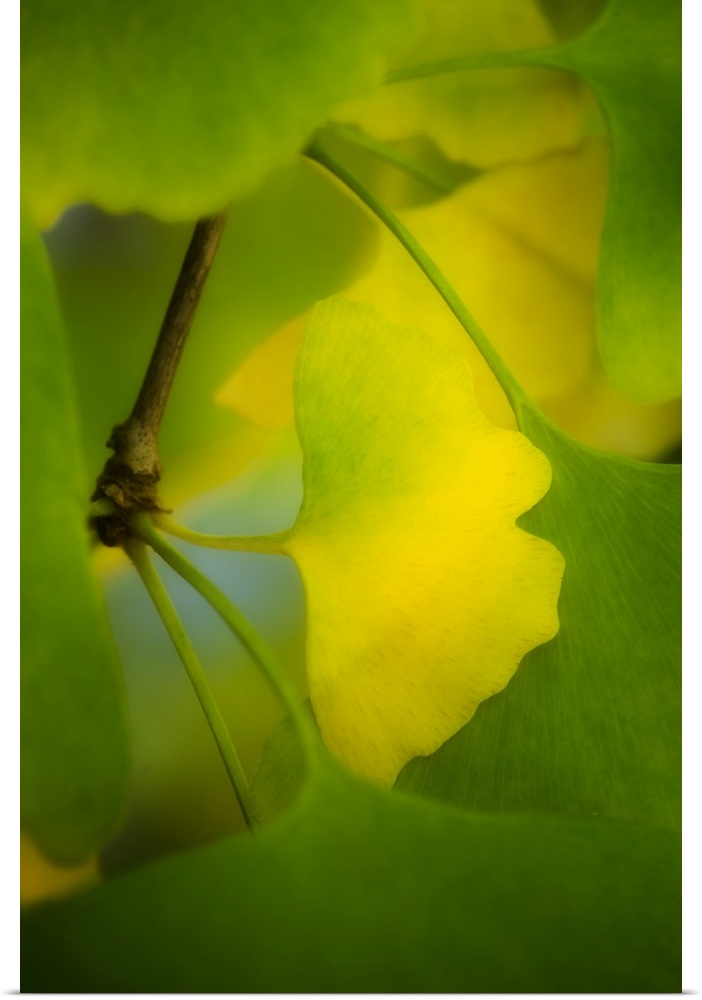 A green ginkgo biloba leaf