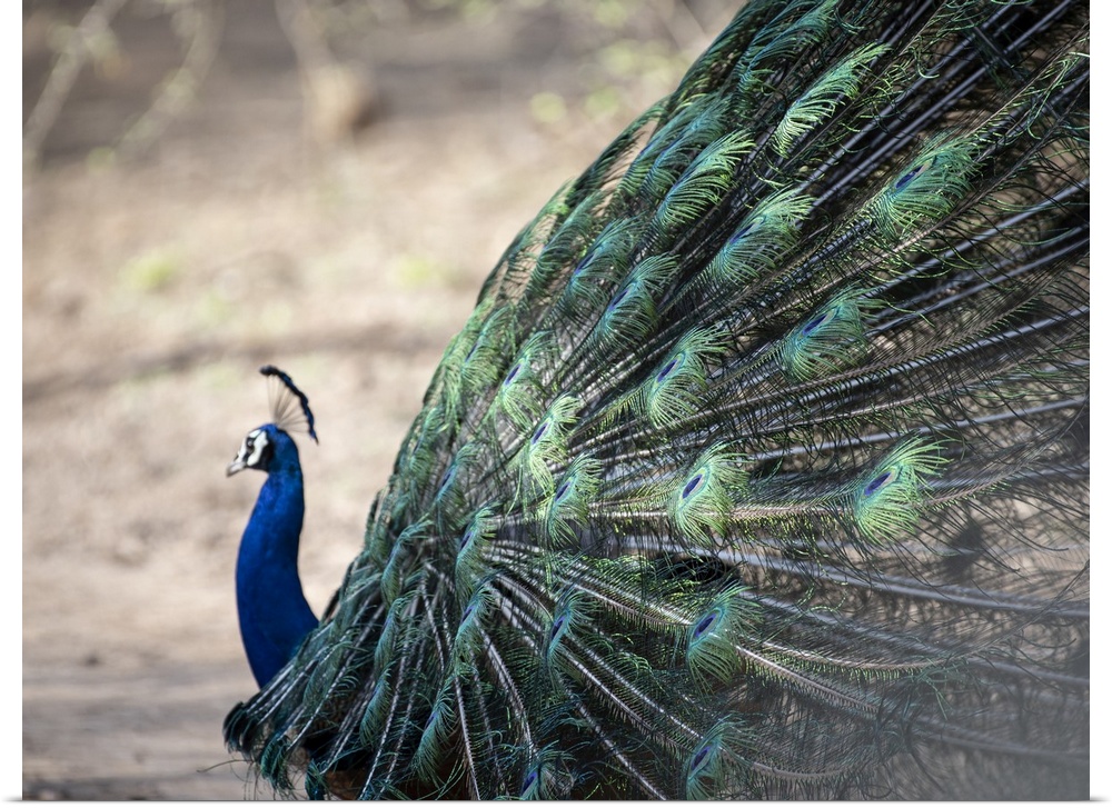 Abstract details of a peacock's train feathers.