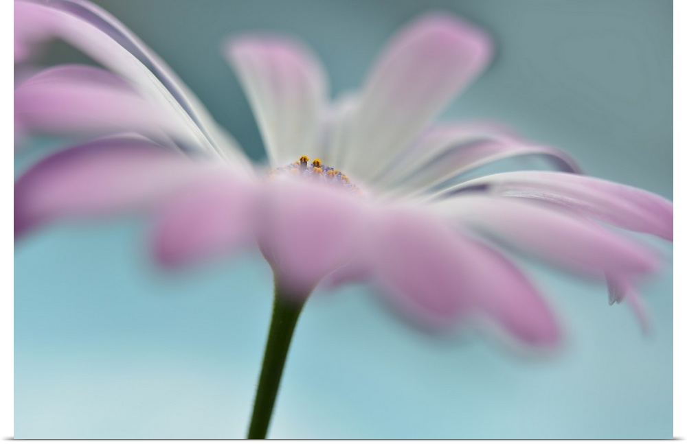 Soft focus macro photograph of a white flower with purple edges on a light blue background with a dreamy look.