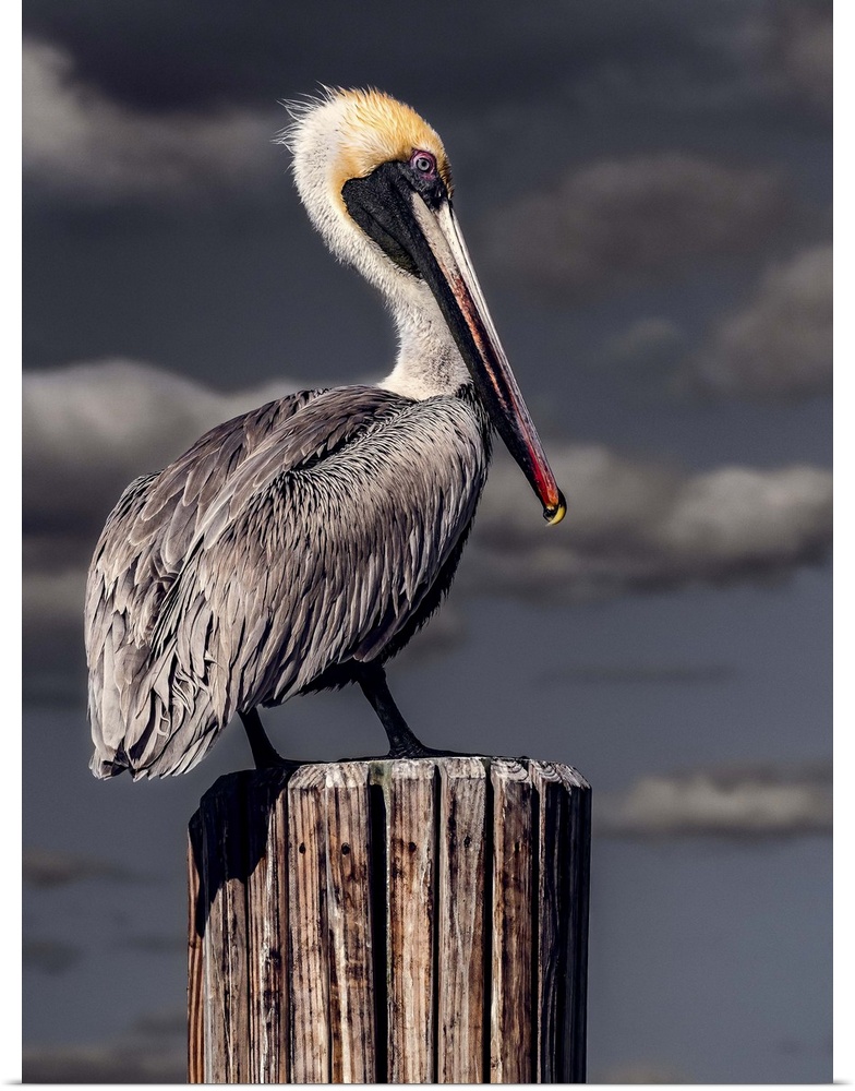 A Brown Pelican perched on a wooden post in front of dark stormclouds.