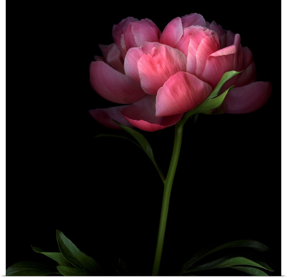 Large, square, fine art photograph of a single peony flower on a long stem, its edges shadowed by a solid black background.