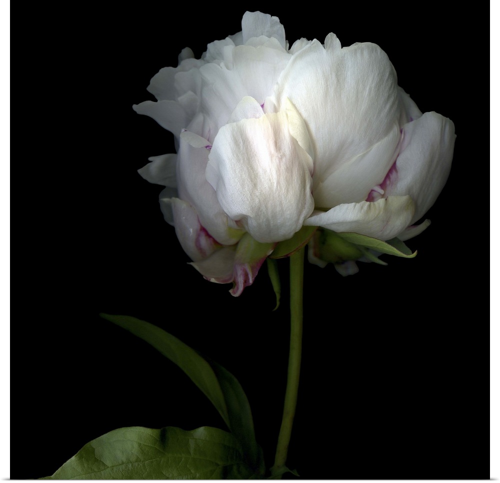 Peony in Heavenly White