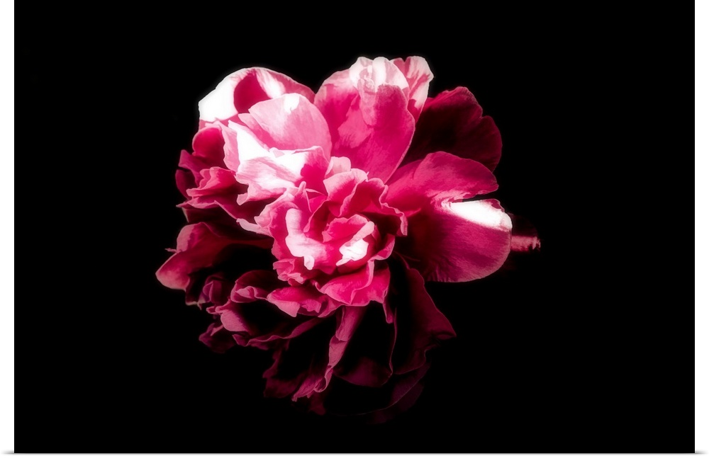 Close-up peony on a black background with a drawing effect
