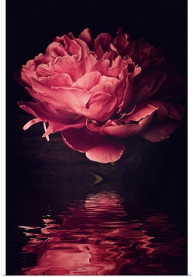 Peony Over Water