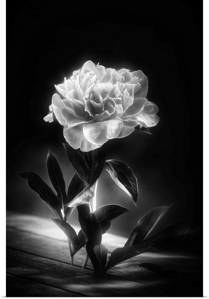 Peony in black and white looks irridated by light