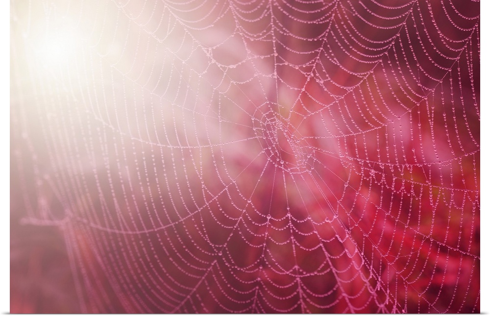 Close-up of a spider web