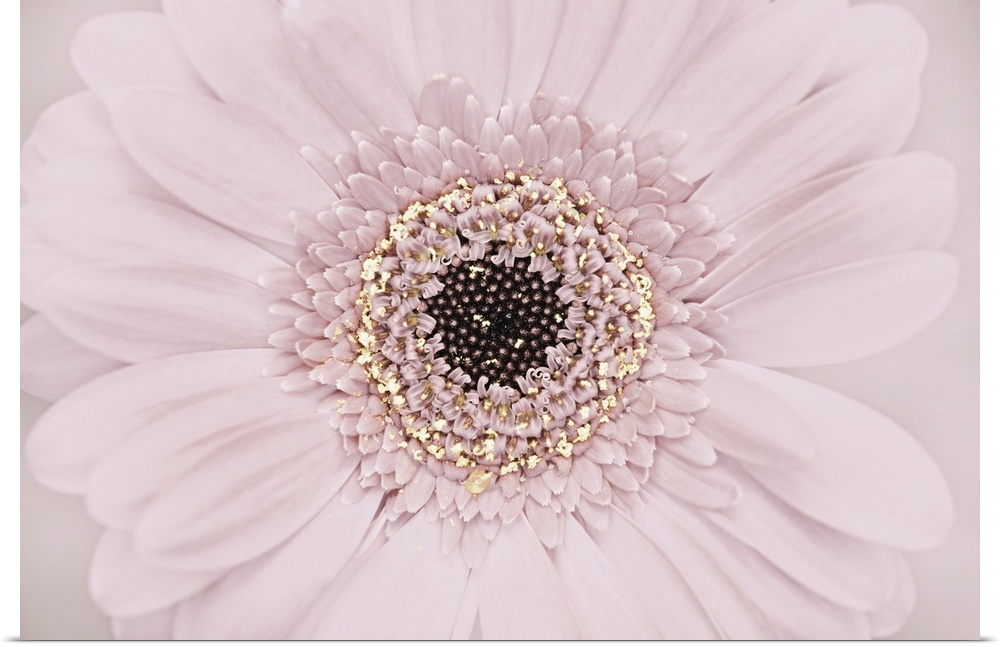 A close-up of a Gerbera.