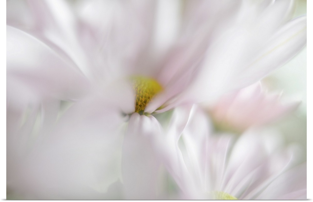 A soft image with shallow depth of field of blooming pink flowers.