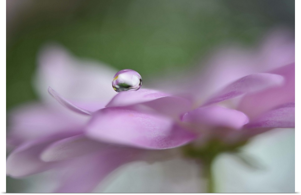 A photograph of a water droplet sitting on the edge of a pink flower petal.