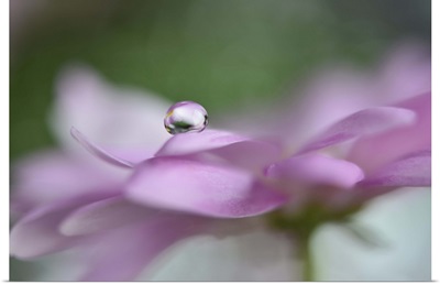 Pink Delight In A Drop