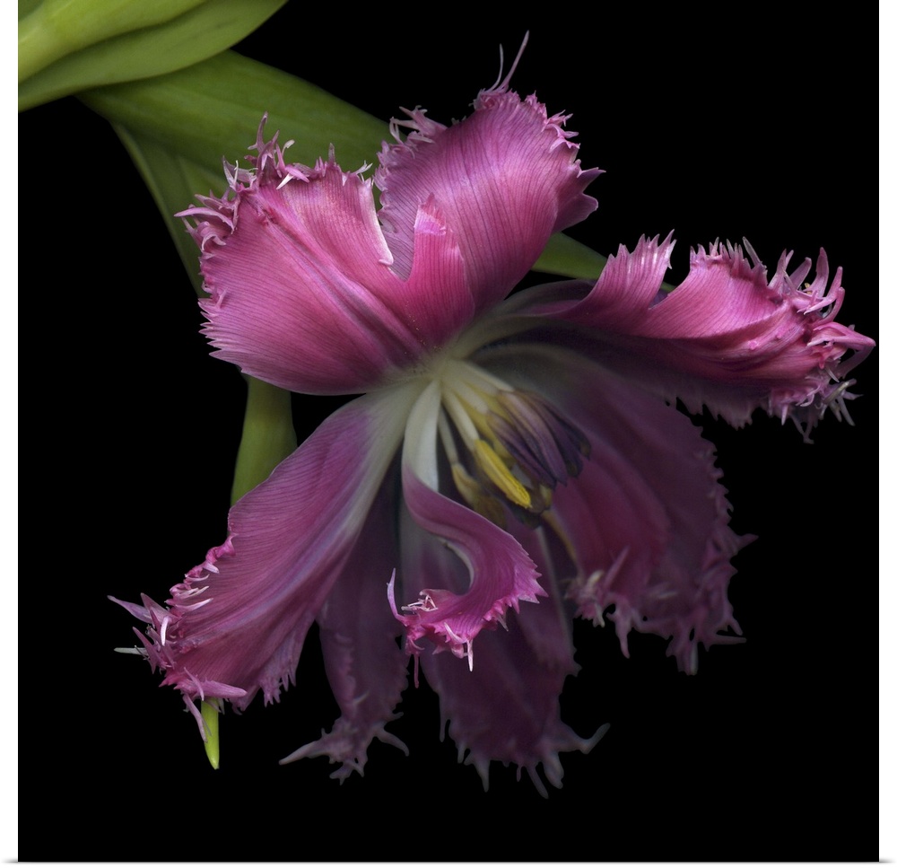 Pink Frazzled Tulip